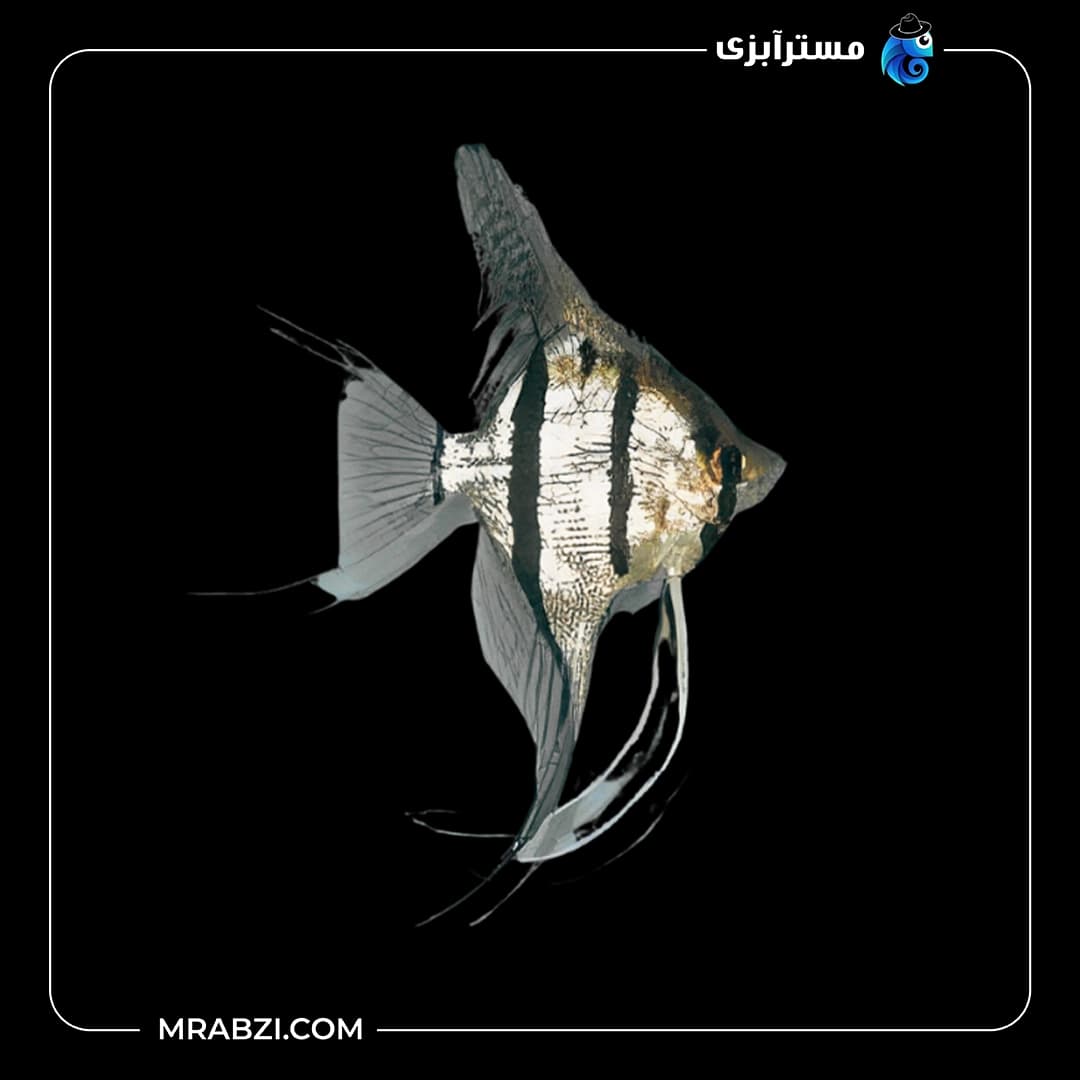 ماهی آنجل بلو تایگر