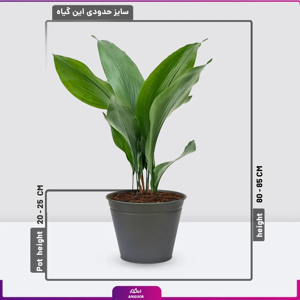 گلدان هدیه برگ عبایی کوچک — تصویر ۲