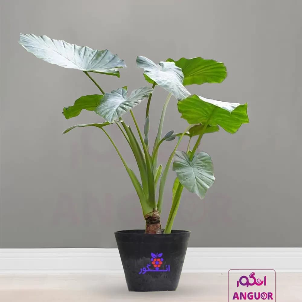 بابا آدم سبز بزرگ تنه دار با گلدان سفالی