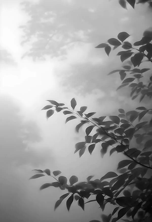 بک گراند برگ و درخت — تصویر ۲