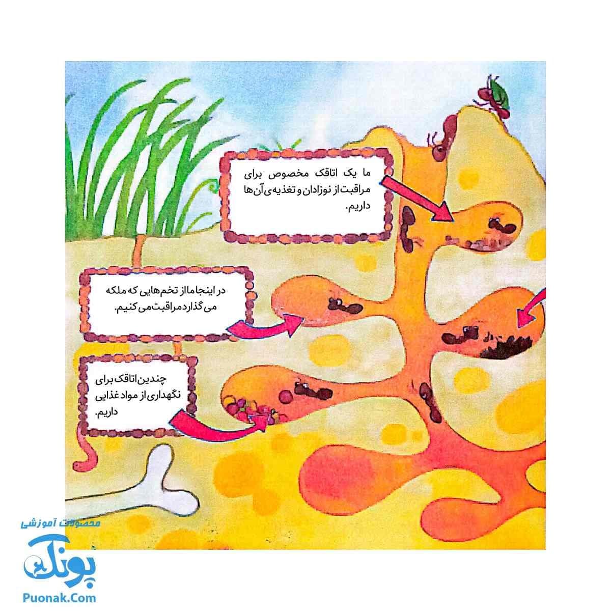 کتاب به دنبال مورچه ها دنیای شگفت انگیز مورچه ها و آفرینش آنها — تصویر ۴