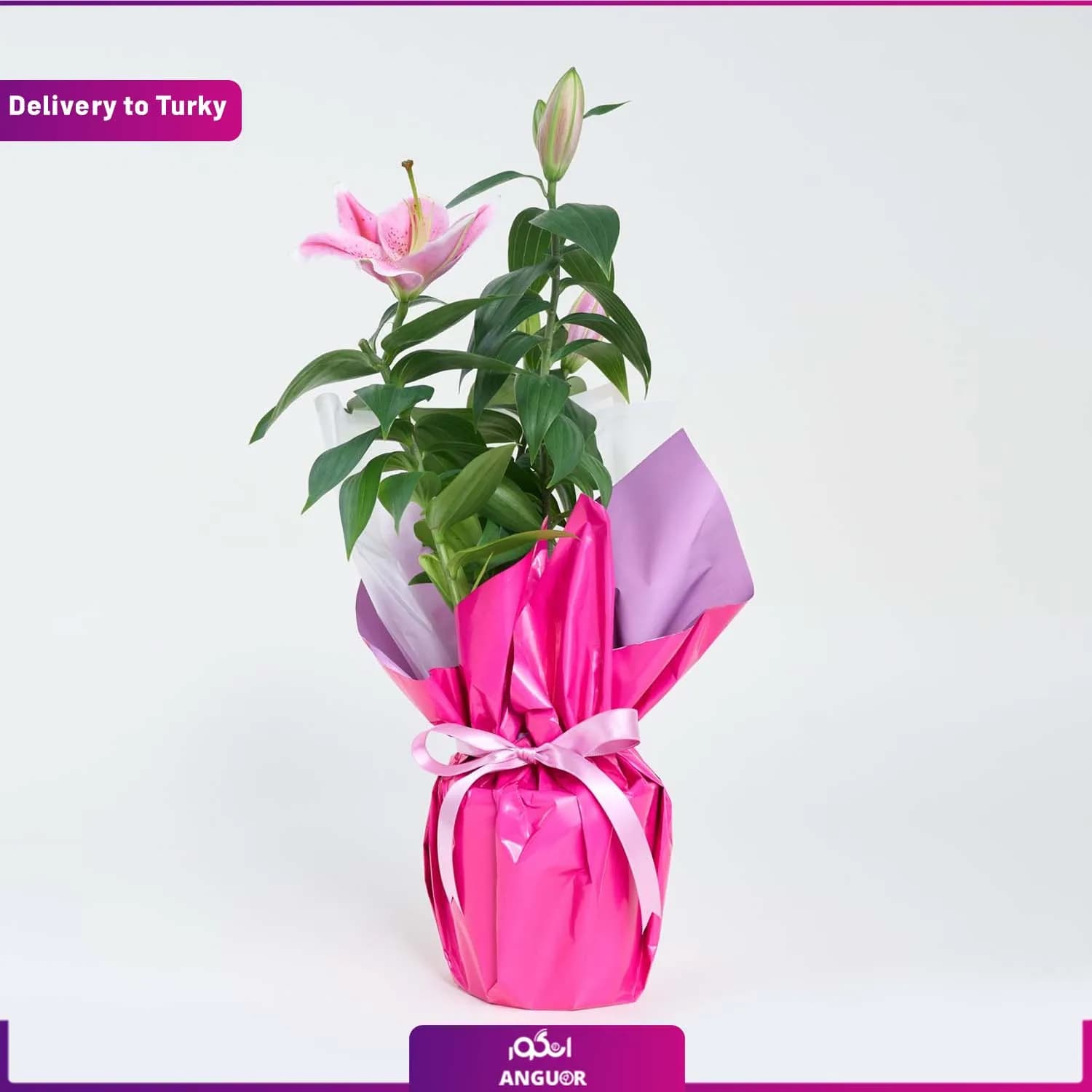 گلدان هدیه لیلیوم (ارسال گل به ترکیه)