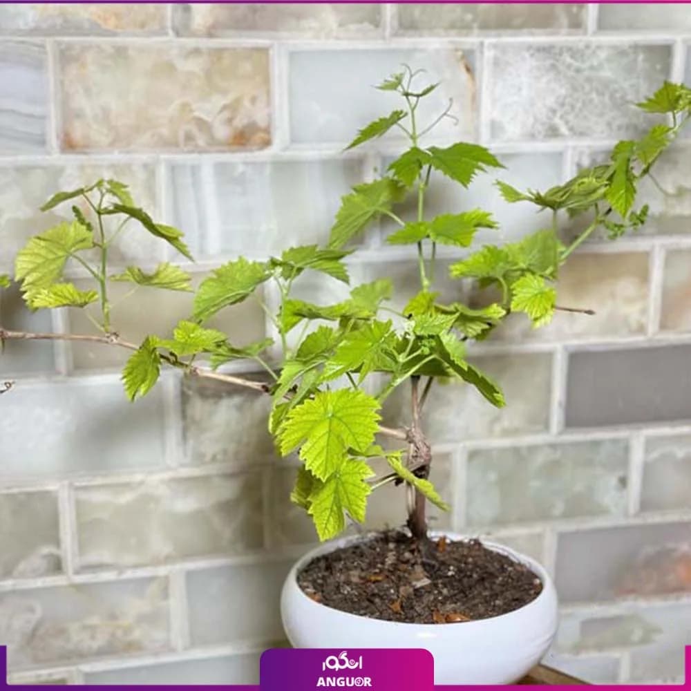 درختچه مینیاتوری انگور قرمز 🍇 — تصویر ۲
