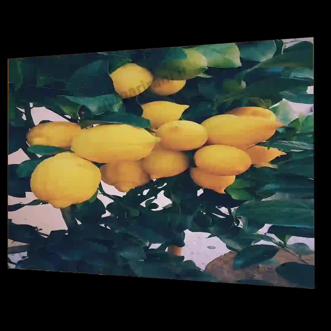 تابلو شاسی لیمو مدل V32