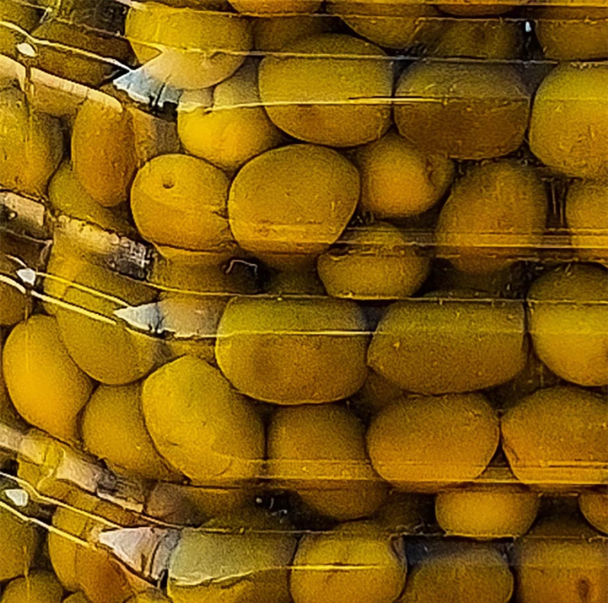 زیتون هسته دار جنگلی رودبار – 10 کیلوگرم — تصویر ۲