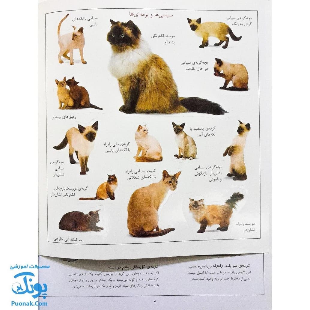 کتاب گربه ها بچسبان و بیاموز ۱۶ به همراه ۶۰ برچسب — تصویر ۴
