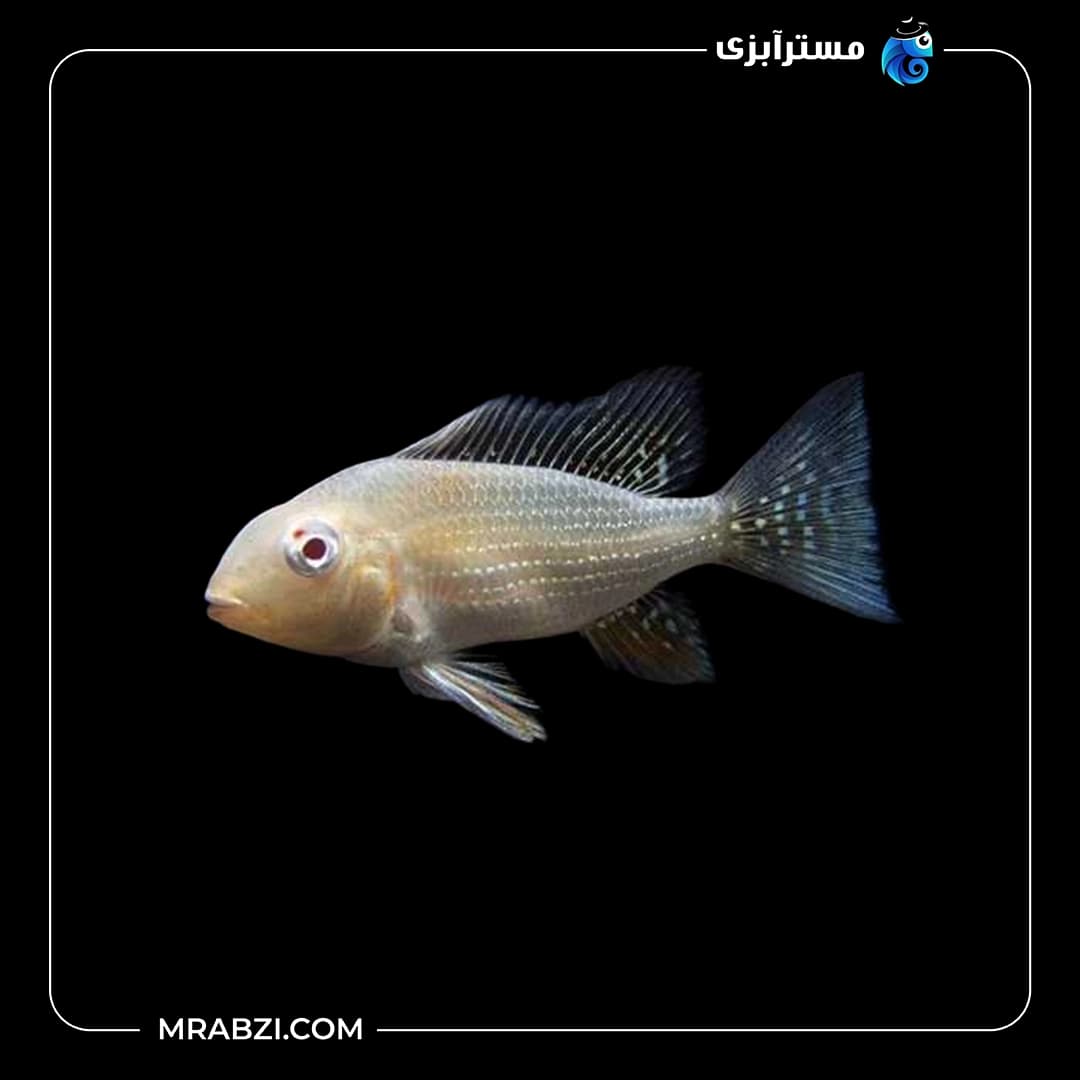 ماهی هکلی آلبینو