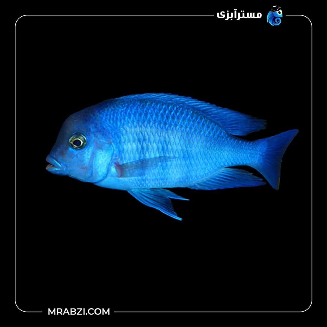 ماهی سیچیلاید دلفینی