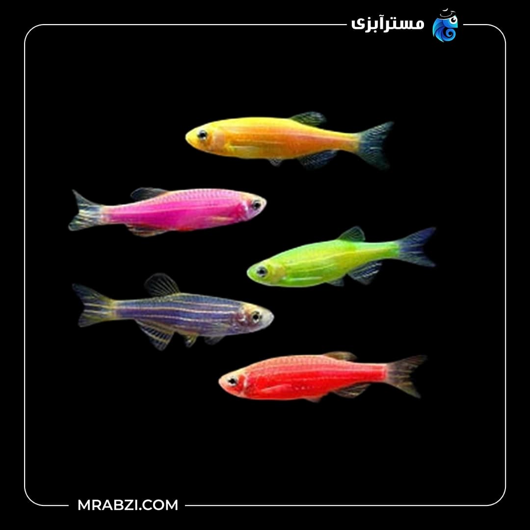پک ماهی زبرا دانیو 50 عددی