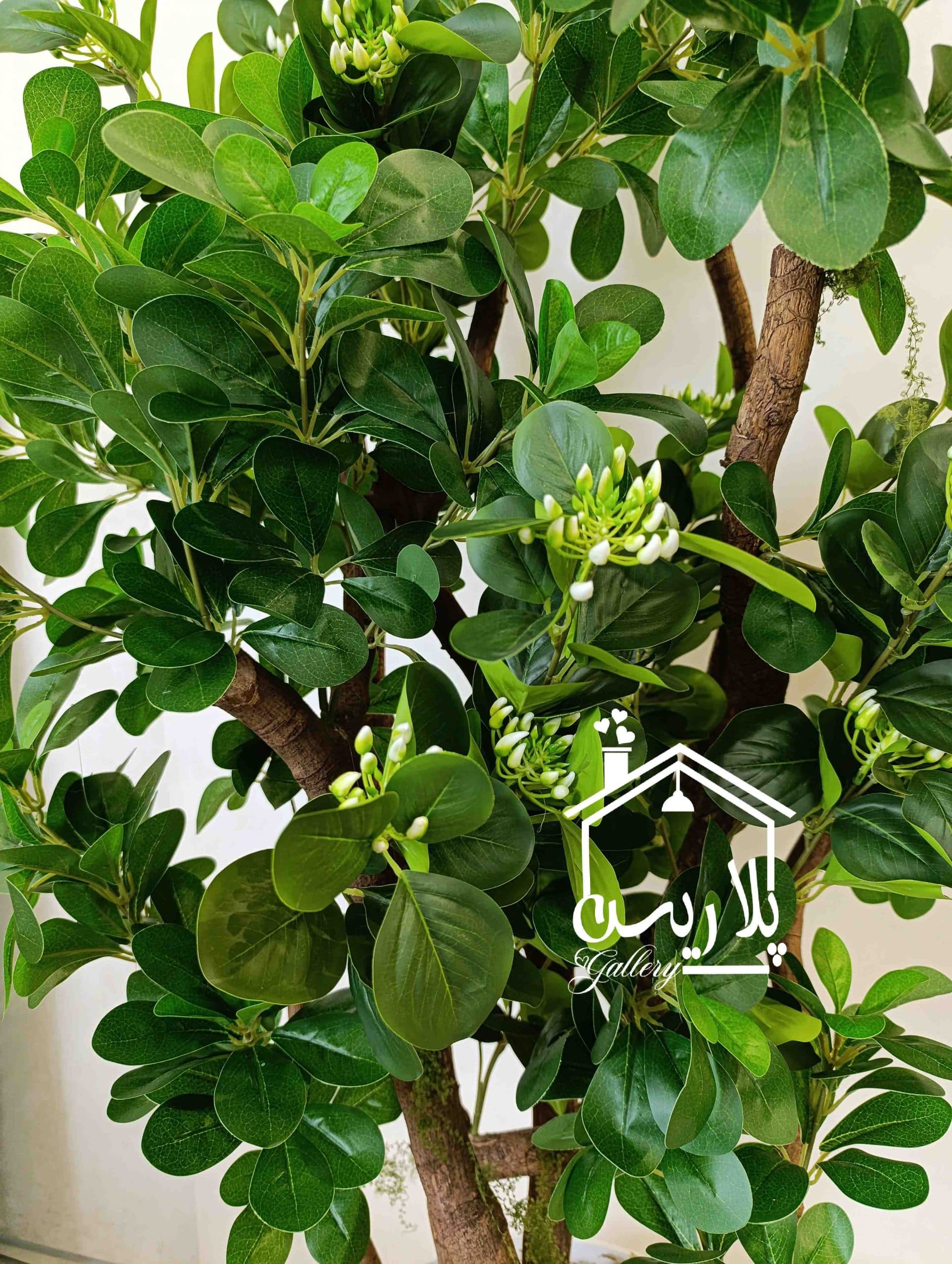 درختچه یاس هلندی — تصویر ۲