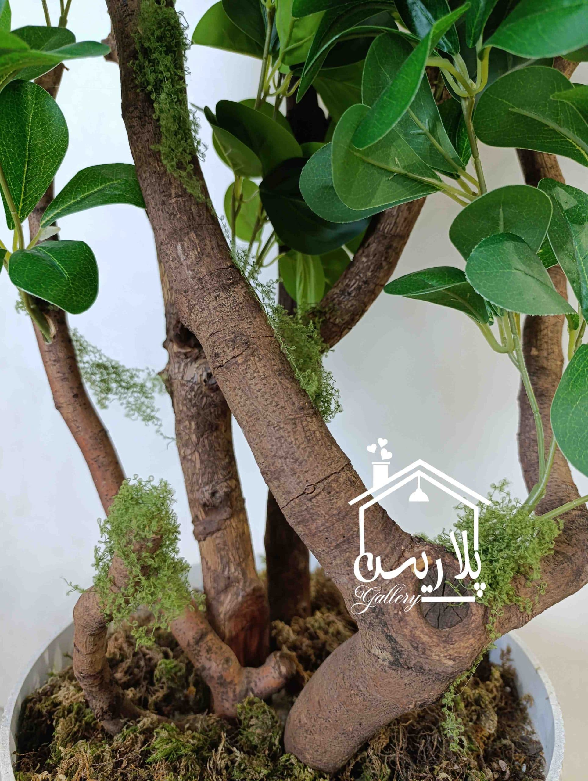 درختچه یاس هلندی — تصویر ۵