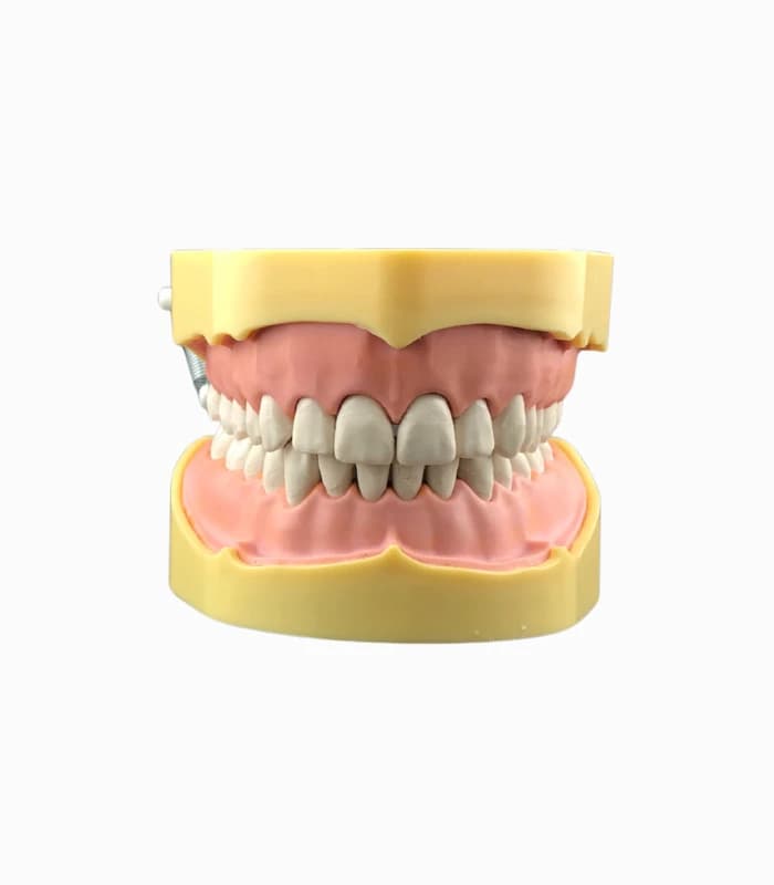 ماکت دندان برای تراش کامپوزیت و لثه نرم Bilkim