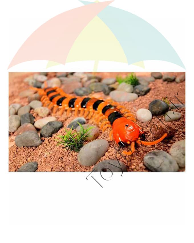 هزار پا کنترلی — تصویر ۵