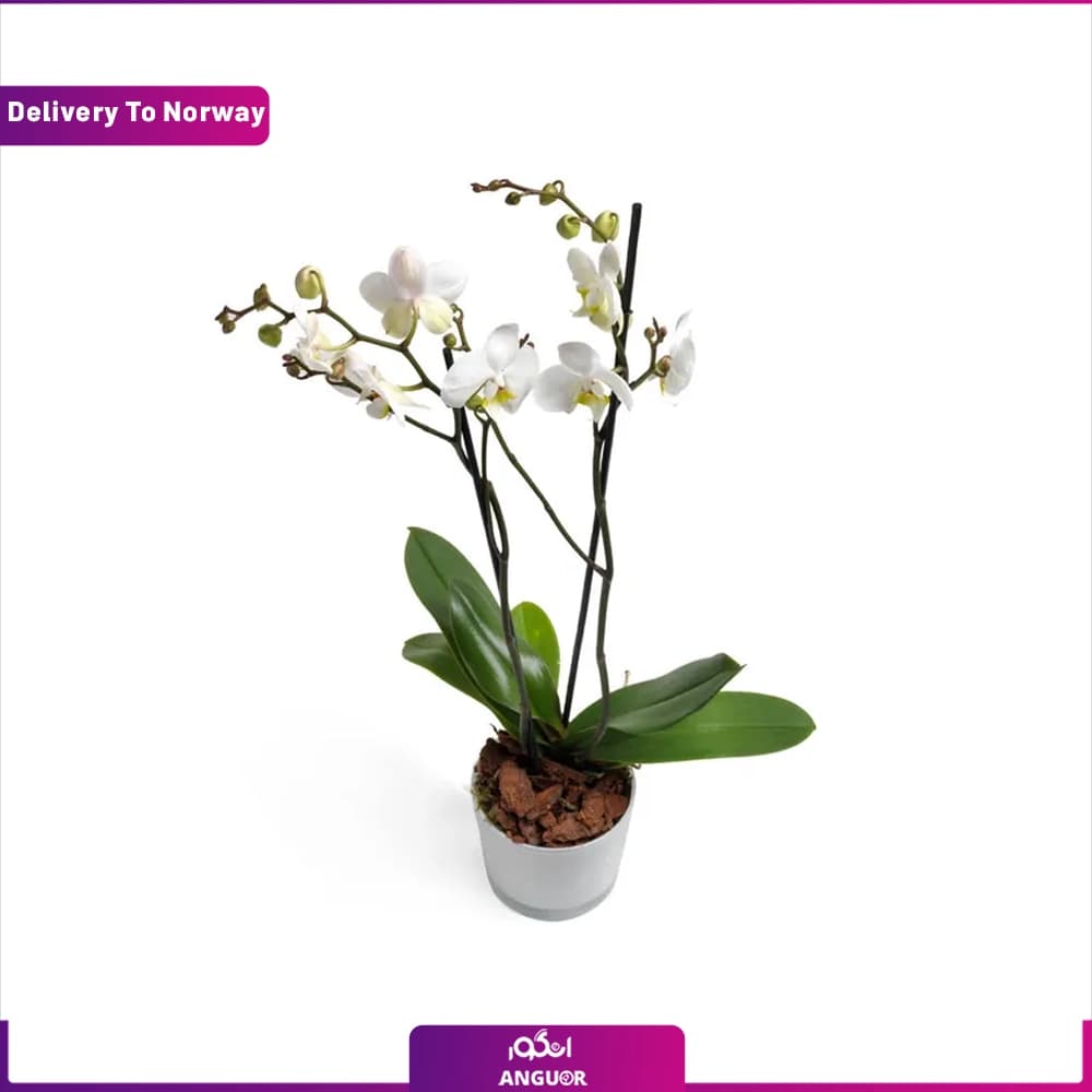 گلدان ارکیده (تحویل در نروژ)