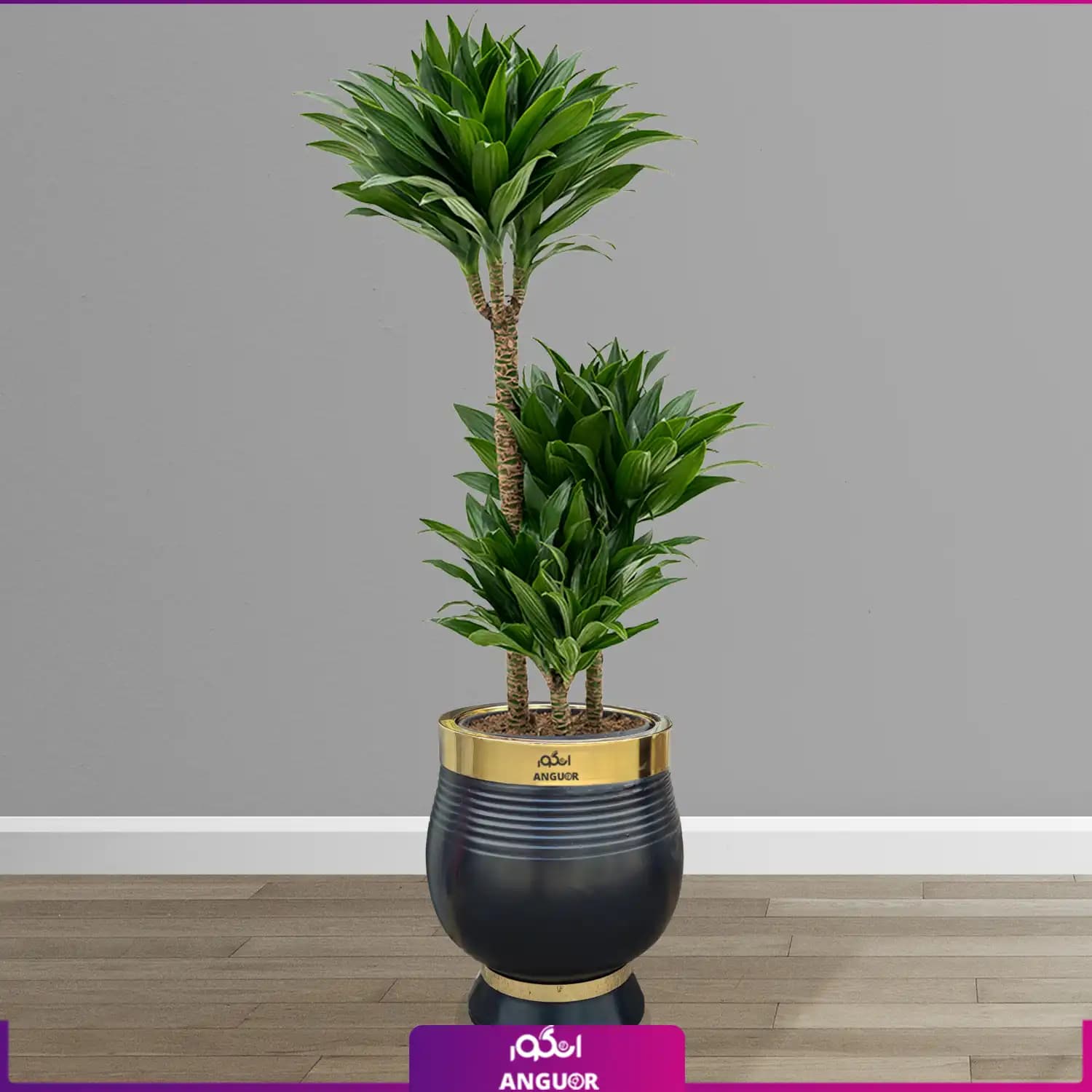 دراسنا کامپکت سایز بزرگ با گلدان فایبرگلاس لوکس VIP (decorative plants)