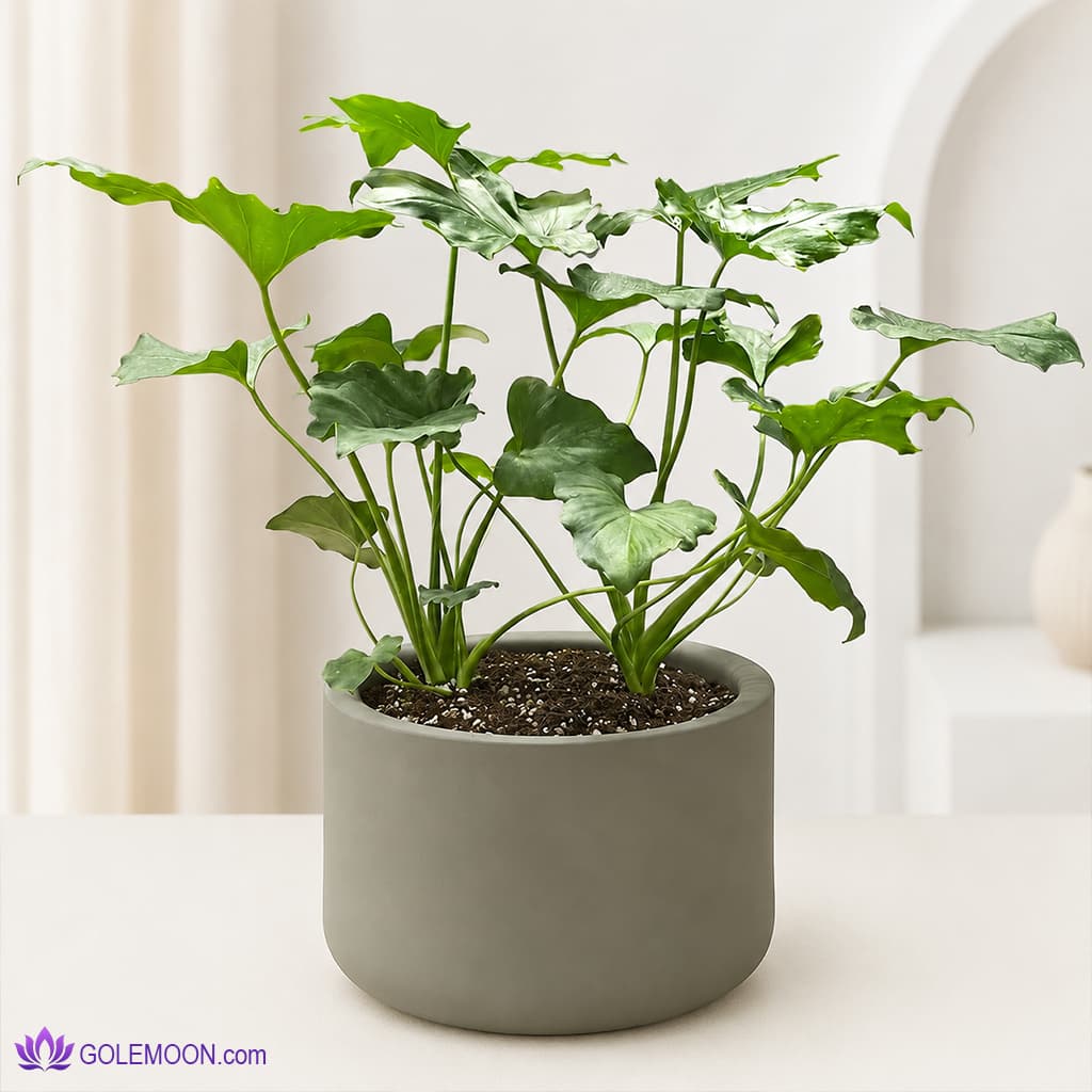 گیاه برگ انجیری (دو بوته)