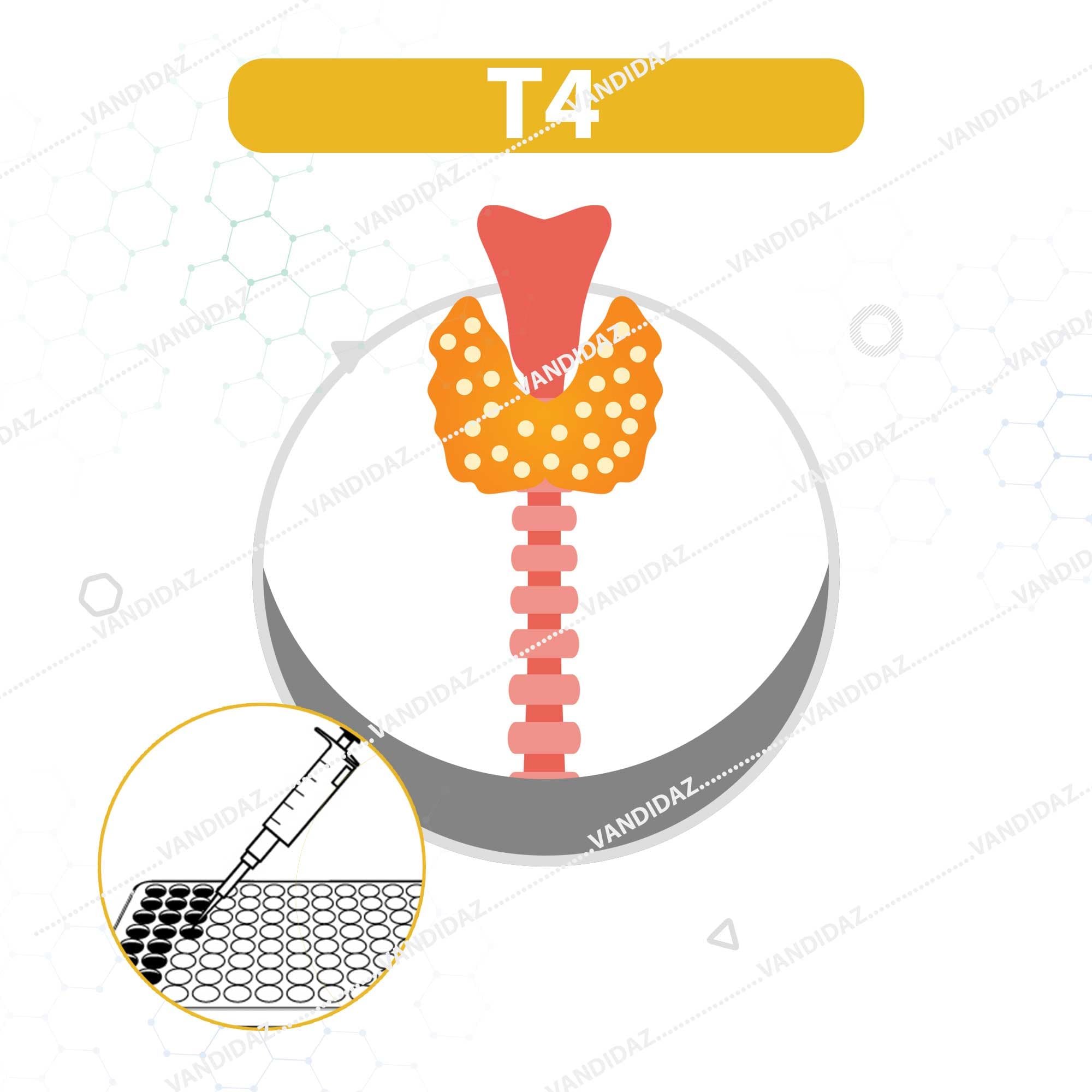 کیت الایزا T4