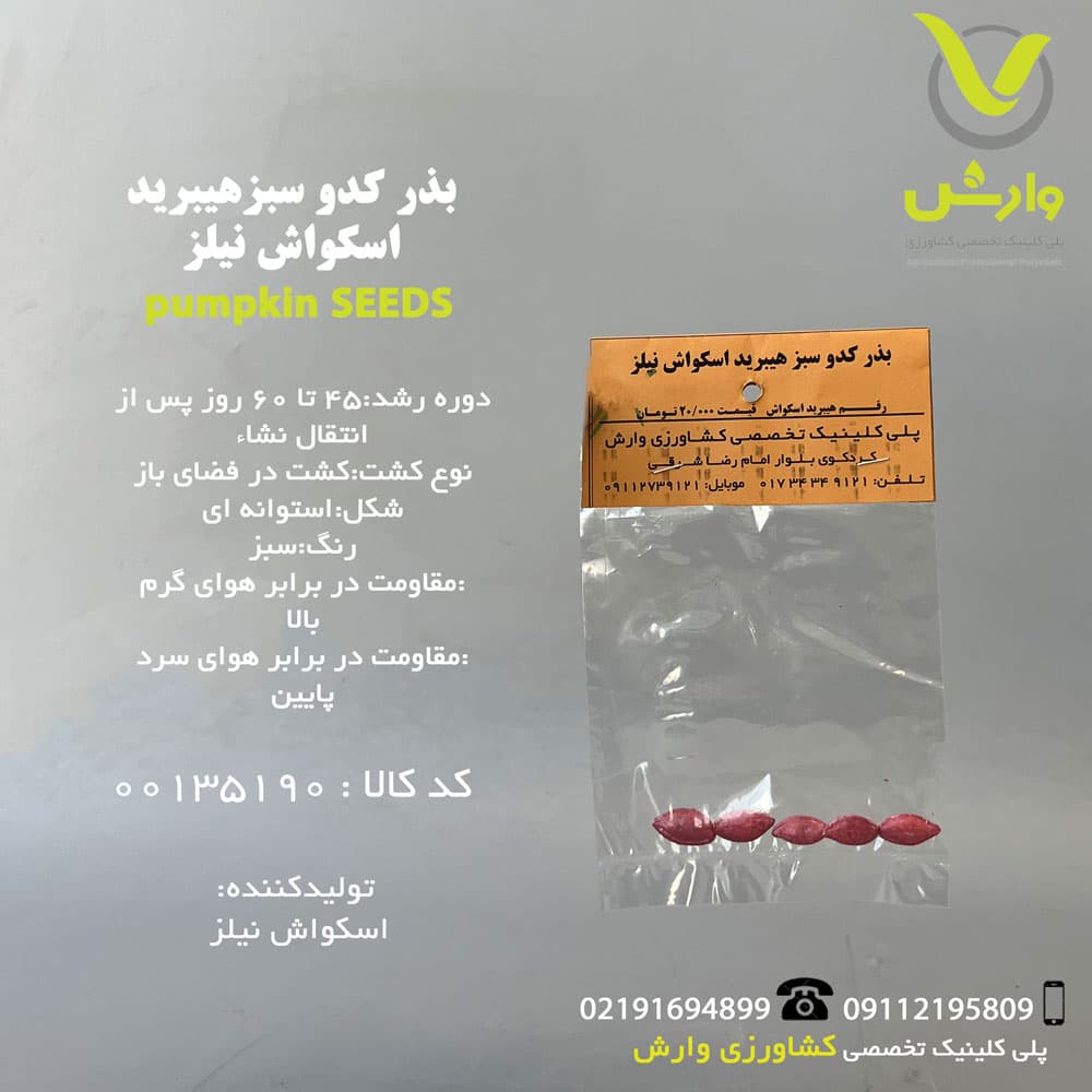 بذر کدو سبز هیبرید اسکواش نیلز رقم هیبرید اسکواش
