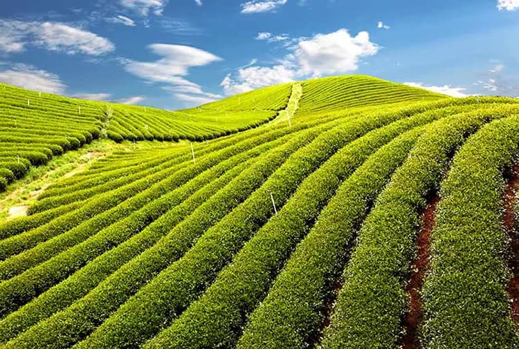 پوستر کاغذ دیواری دشت چایی