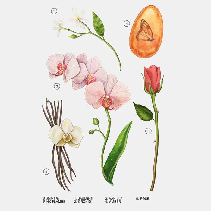 عطر زارا سامر کالکشن Pink Flambe — تصویر ۲