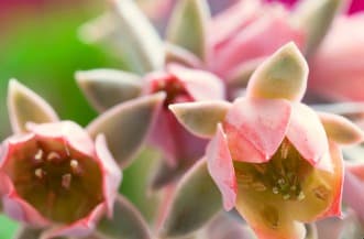 پوستر دیواری بک گراند سمپریوم کد f-8865