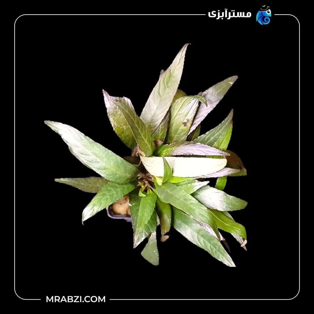 بیدی قهوه ای