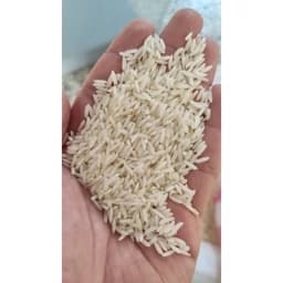 برنج طارم هاشمی مجلسی فریدونکنار ( تولید 1405) — تصویر ۲