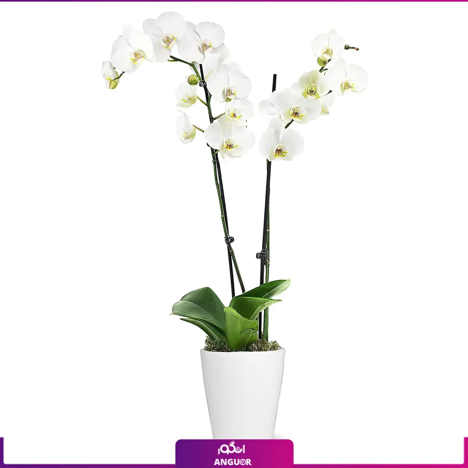 گل گلدانی ارکیده (طبیعی) Orchids