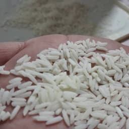 برنج ممتاز جمشیدجو آستانه اشرفیه — تصویر ۲