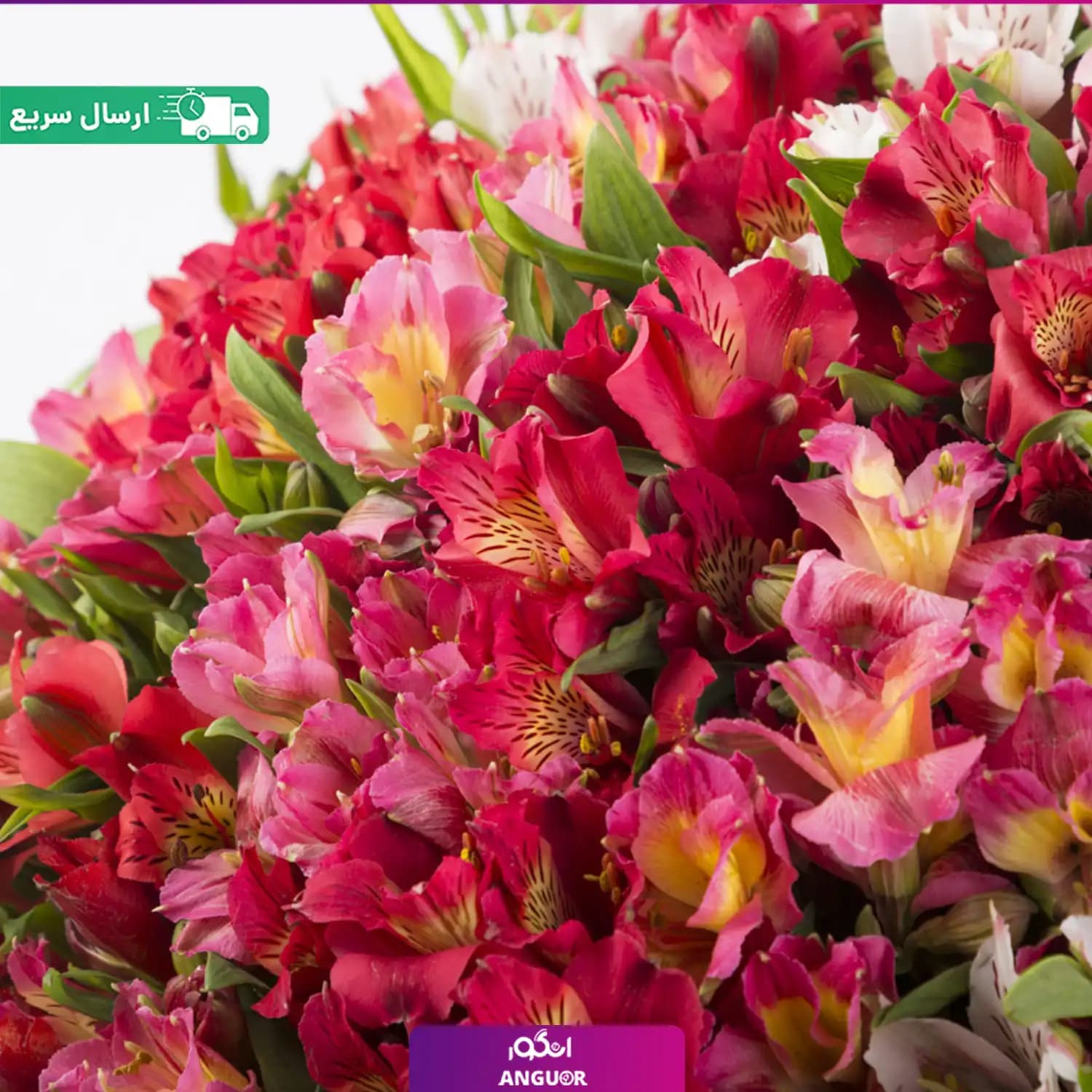دسته گل بزرگ آلسترومریا – ۱۰۰ شاخه — تصویر ۴