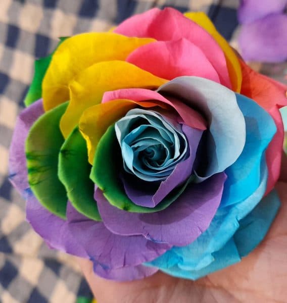 گل رز دلبر باکس 6 عددی