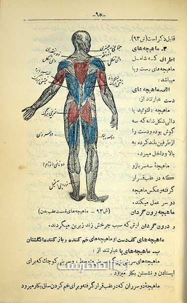کالبد شناسی و فیزیولوژی جانوری — تصویر ۲