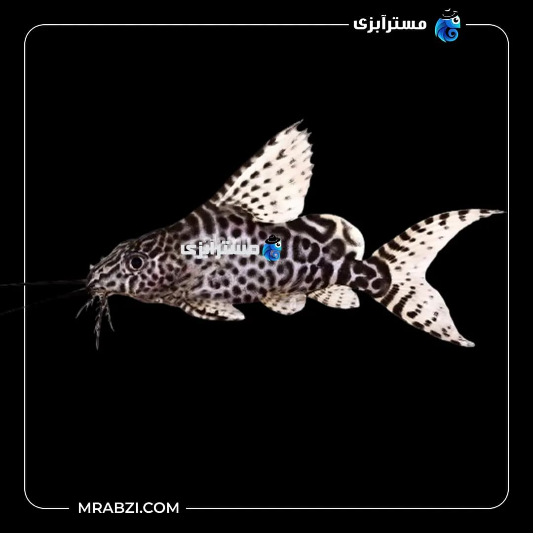 کت وارونه( کت خاردار)