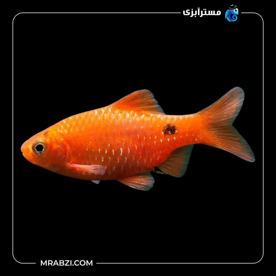 رزی بارب