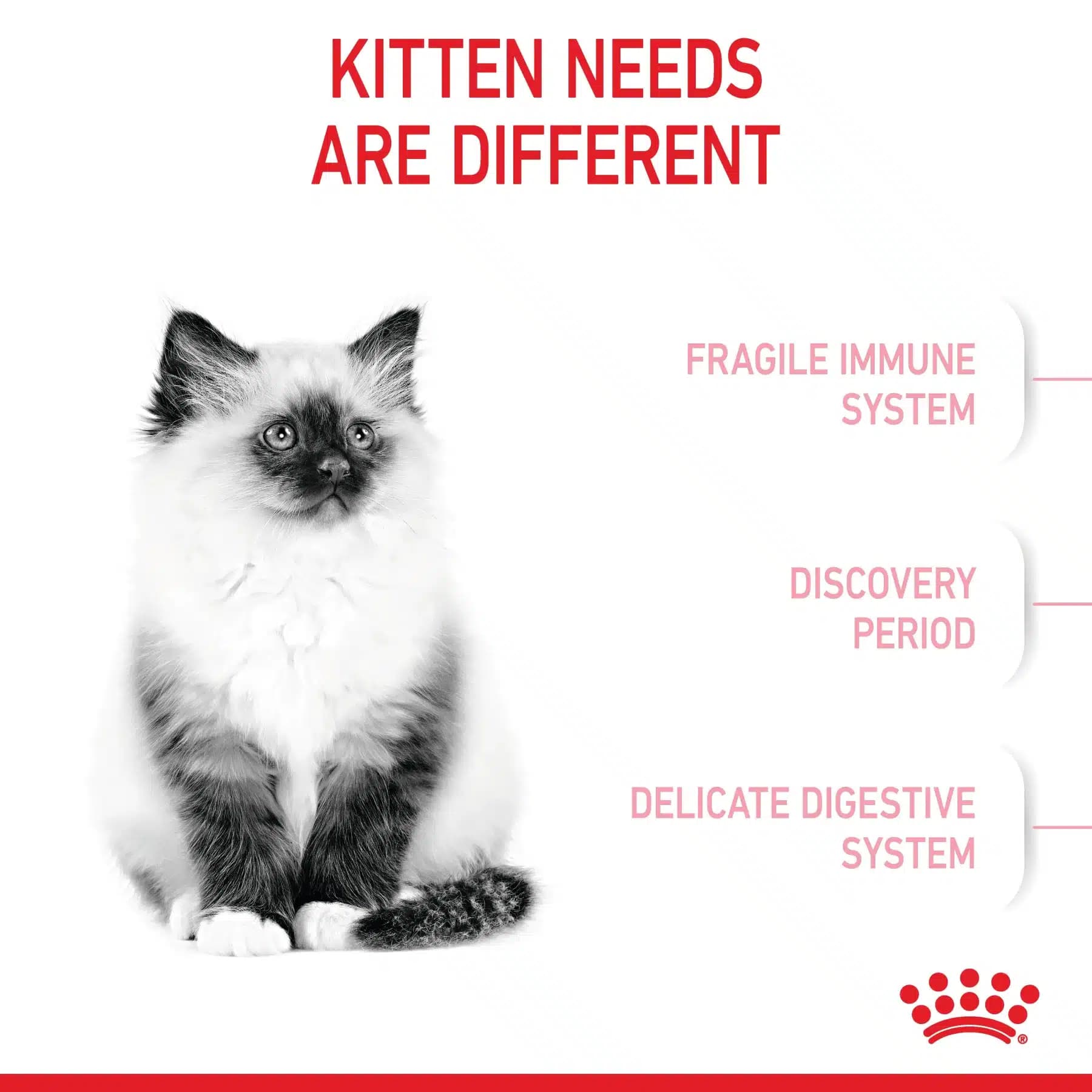 غذای خشک گربه رویال کنین کیتن (Kitten) بسته 2 کیلوگرمی — تصویر ۳