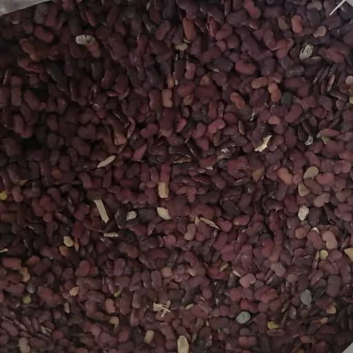 عدس الملک 75 گرم — تصویر ۲