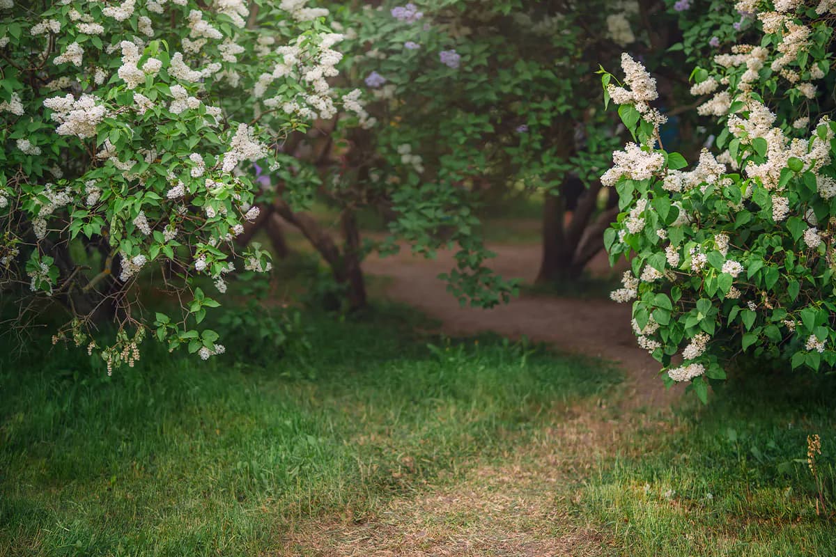 12 بک دراپ باغ گل یاس بنفش برای عکاسی و آتلیه — تصویر ۳