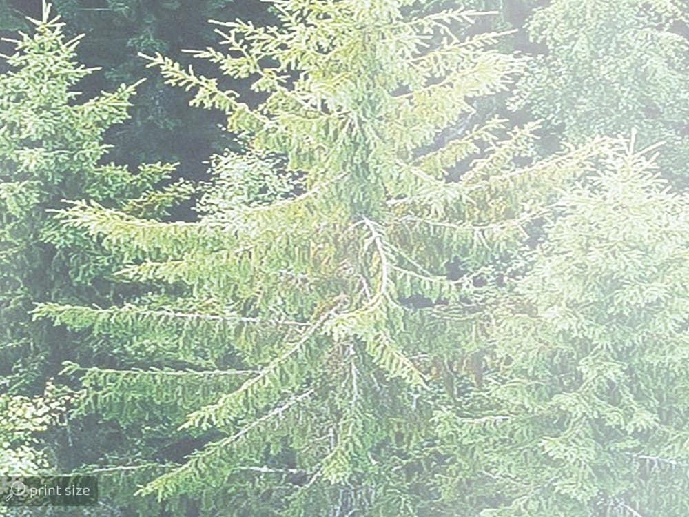 پوستر دیواری طبیعت سبز W10281000 — تصویر ۴