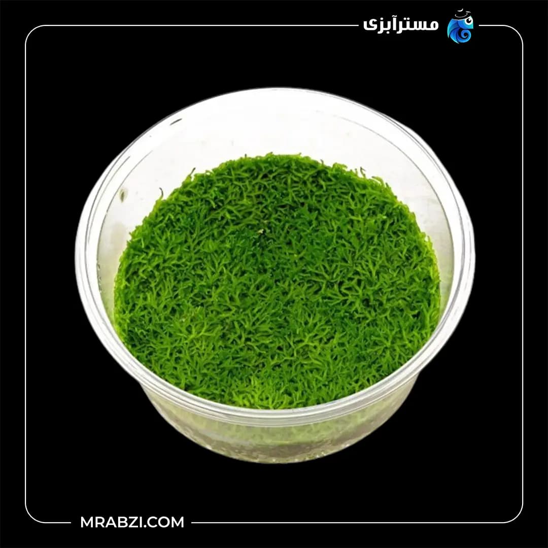 خزه ریکسیا