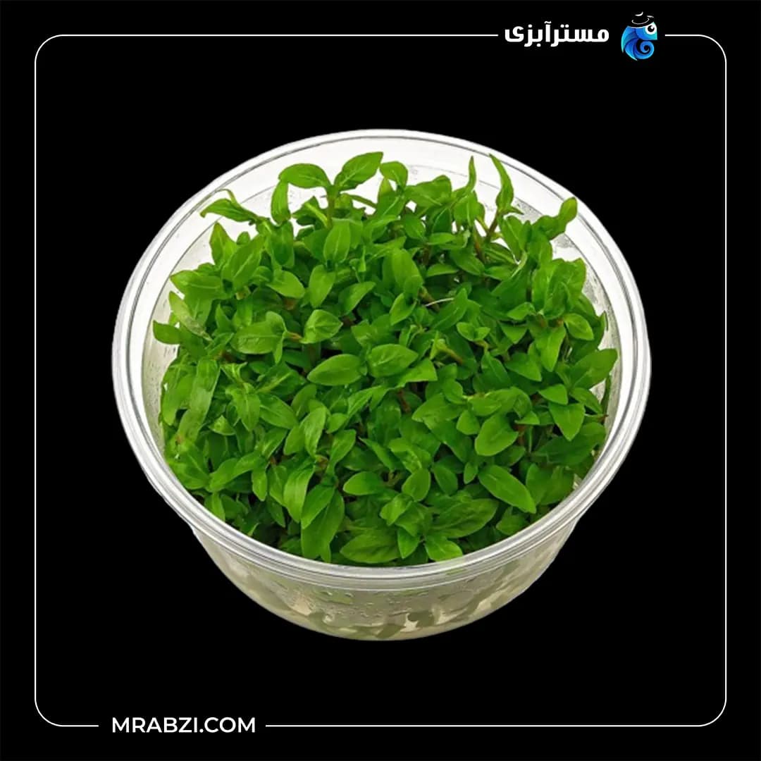 استروژن ريپنس