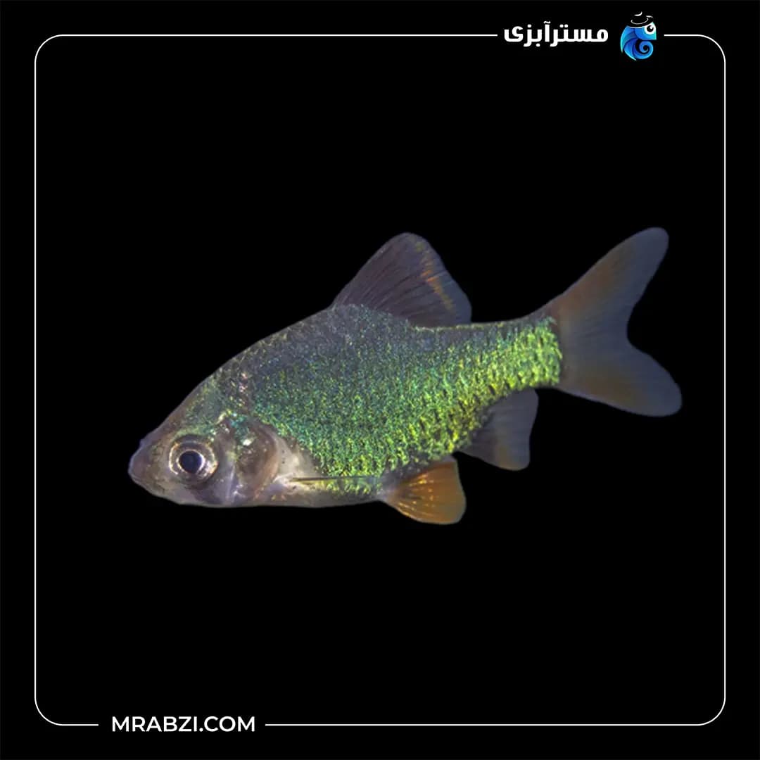 بارب گرین