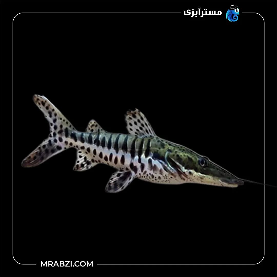 ردتیل دراگون