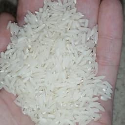 برنج طارم کشت دوم خوش عطر و خوش پخت آستانه اشرفیه 10 کیلویی — تصویر ۲