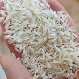 برنج شیرودی اعلا شمال امساله (10 کیلوگرم) — تصویر ۲