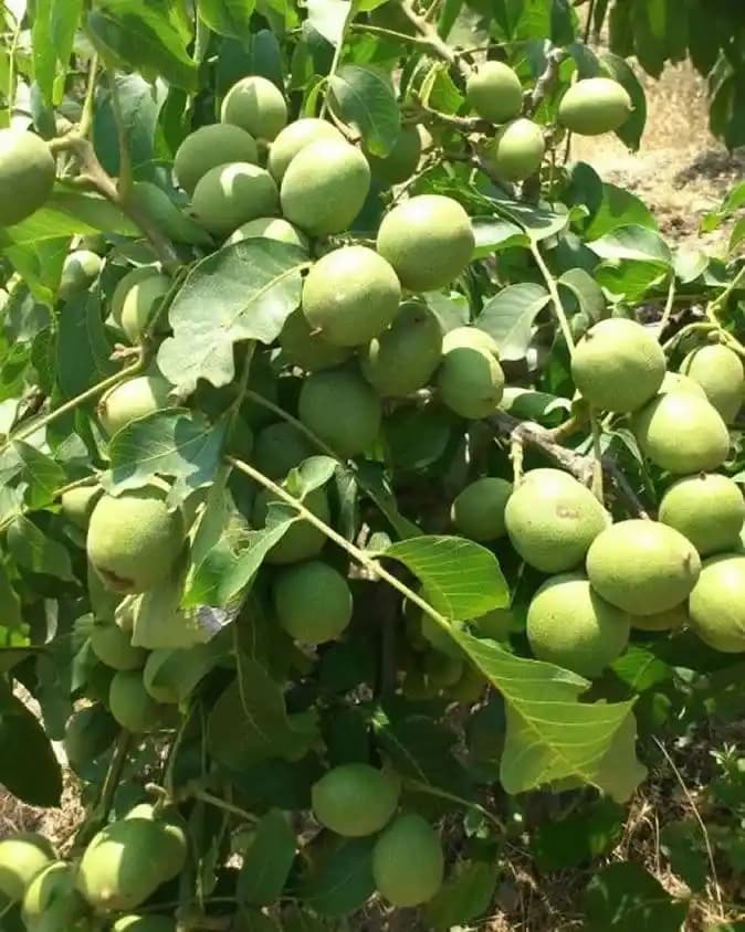 نهال گردو ژنوتیپ نارون تیپ 4 (معتدل)