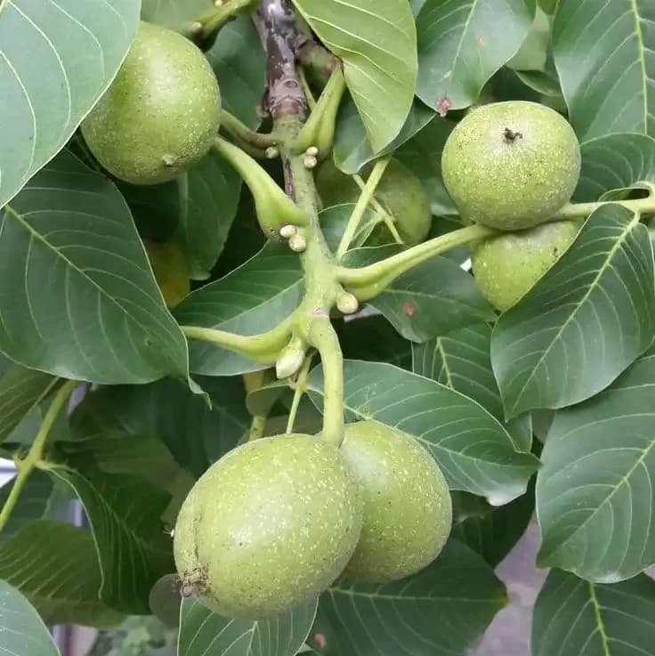 نهال گردو ژنوتیپ نارون تیپ 3 (خشک و نیمه خشک)