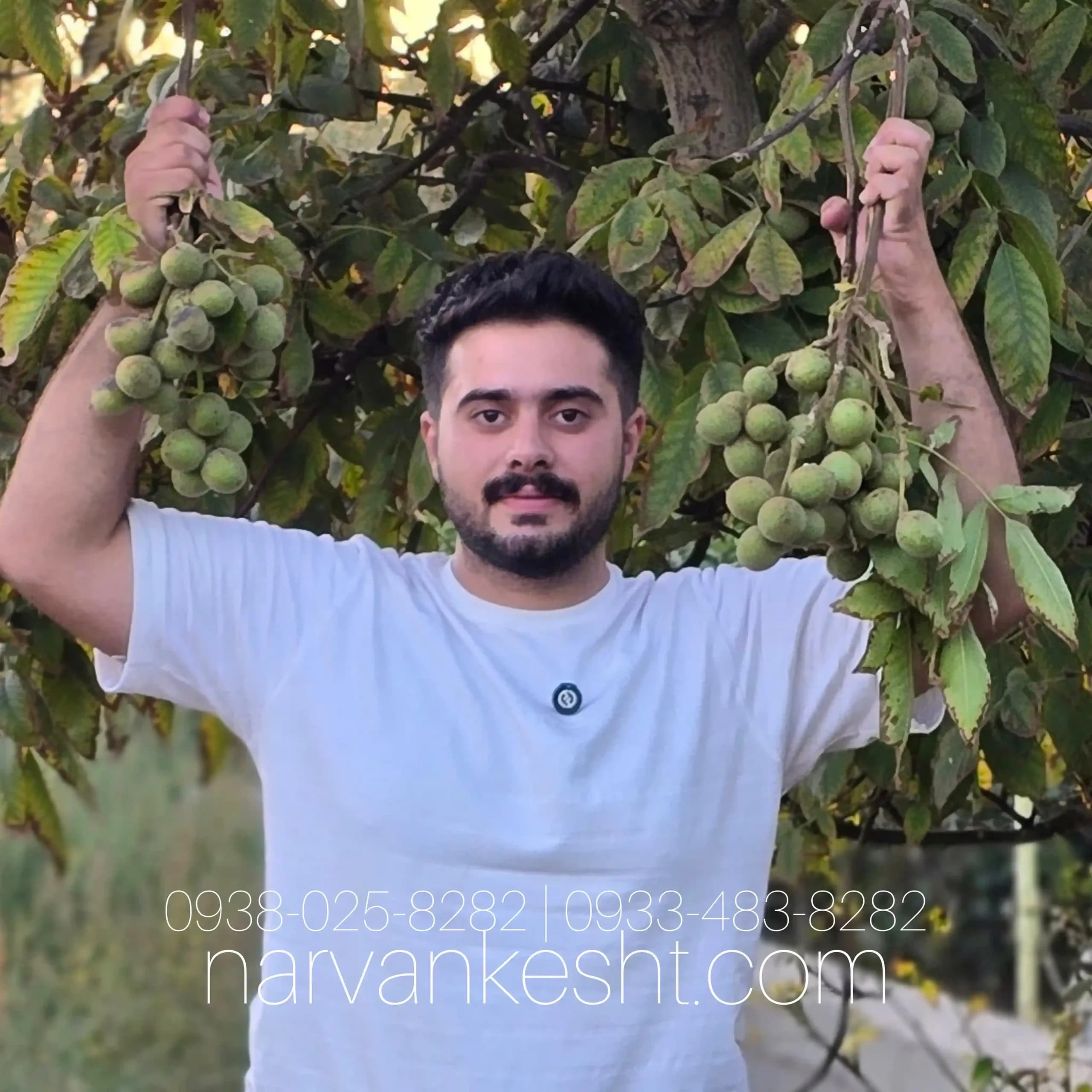 نهال گردو ژنوتیپ نارون تیپ 7 (سردسیری)