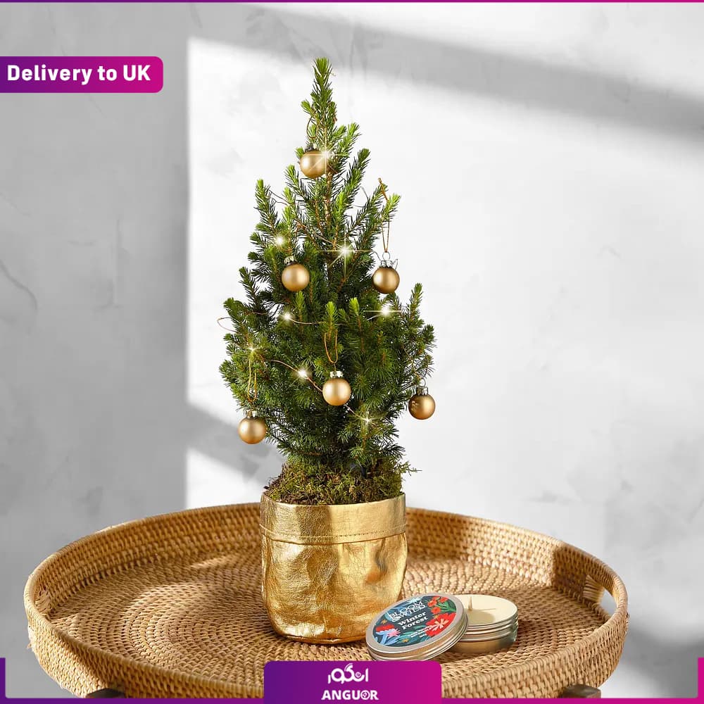 Festive Planter (تحویل در انگلستان) — تصویر ۳