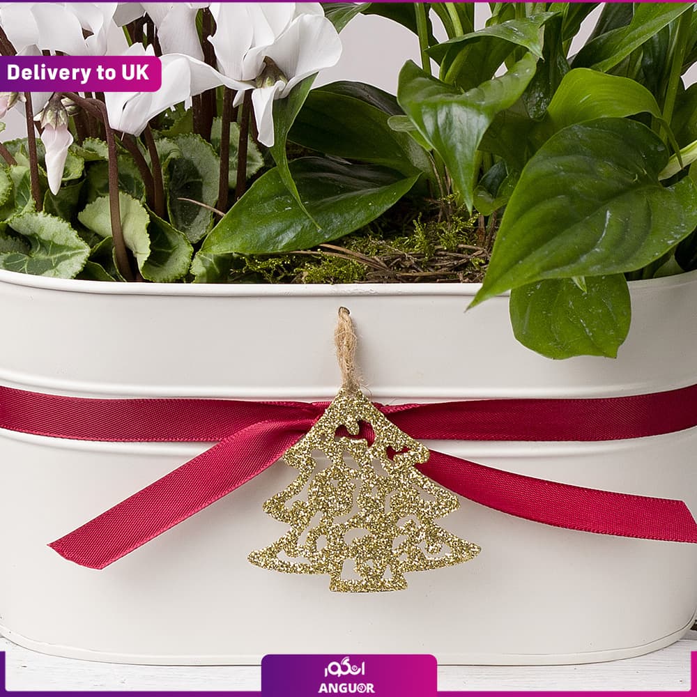 Festive Planter (تحویل در انگلستان) — تصویر ۲