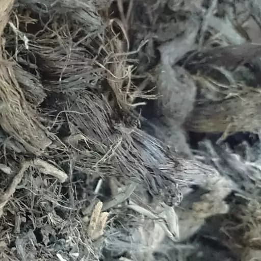سنبل الطیب (75 گرم) — تصویر ۲